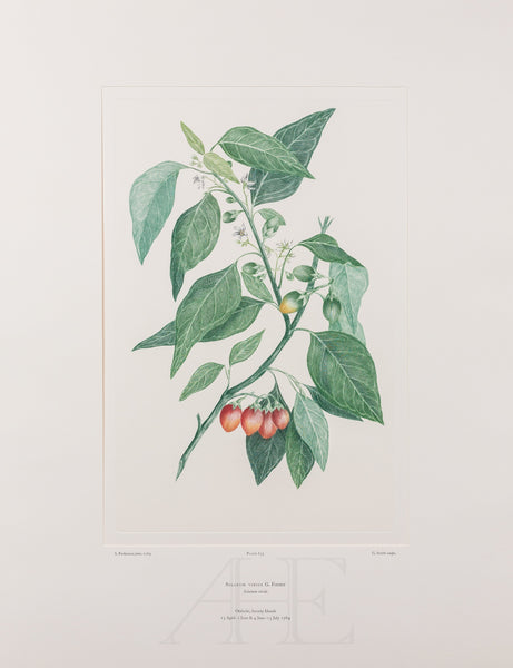 Banks Florilegium, Part 30, Plate 633
