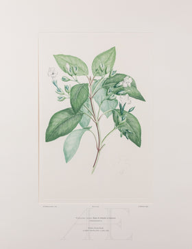 Banks Florilegium, Part 30, Plate 634