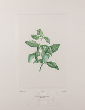 Banks Florilegium, Part 30, Plate 635