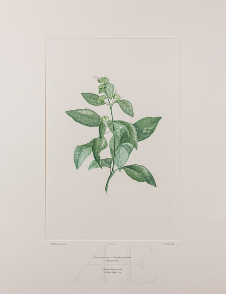 Banks Florilegium, Part 30, Plate 635