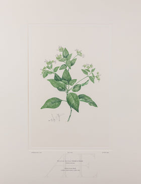 Banks Florilegium, Part 30, Plate 636