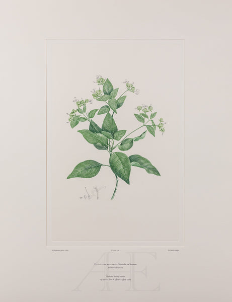 Banks Florilegium, Part 30, Plate 636