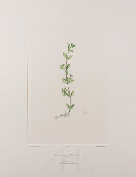 Banks Florilegium, Part 30, Plate 637