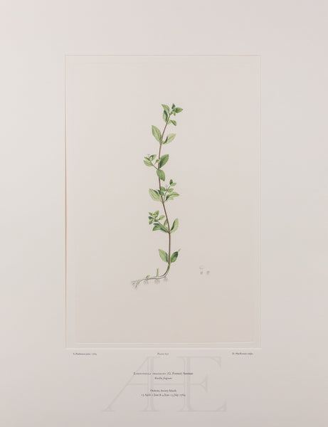 Banks Florilegium, Part 30, Plate 637