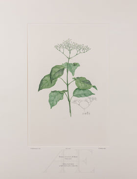 Banks Florilegium, Part 30, Plate 638