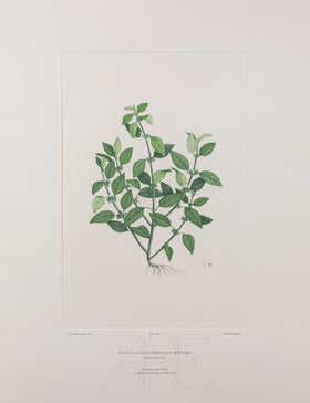 Banks Florilegium, Part 30, Plate 639