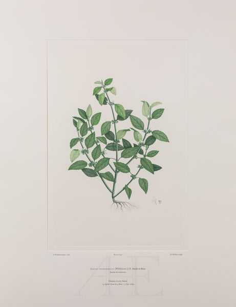 Banks Florilegium, Part 30, Plate 639