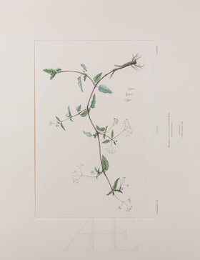 Banks Florilegium, Part 30, Plate 640