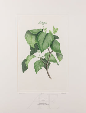 Banks Florilegium, Part 30, Plate 641