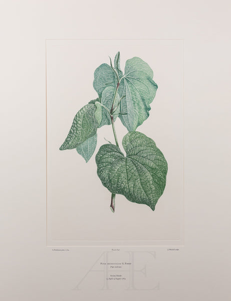 Banks Florilegium, Part 30, Plate 642