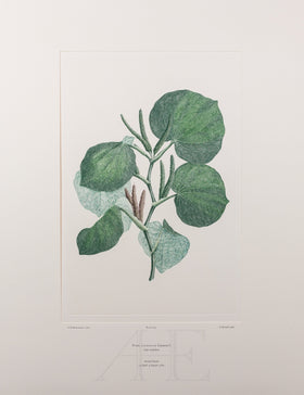 Banks Florilegium, Part 30, Plate 643