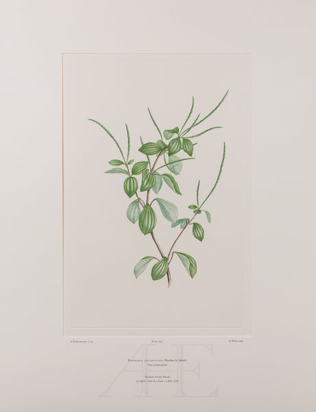 Banks Florilegium, Part 30, Plate 644