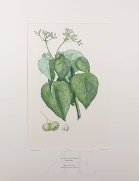 Banks Florilegium, Part 30, Plate 645