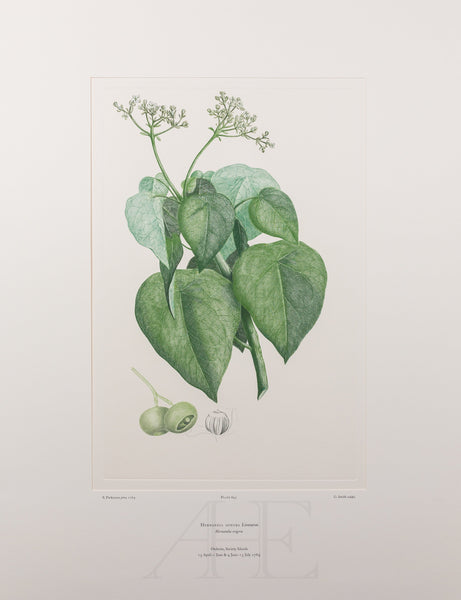 Banks Florilegium, Part 30, Plate 645