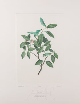 Banks Florilegium, Part 30, Plate 646