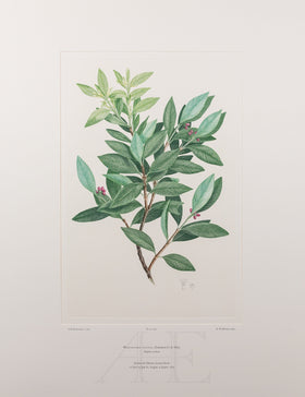 Banks Florilegium, Part 30, Plate 647