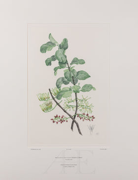 Banks Florilegium, Part 30, Plate 648
