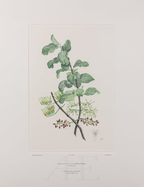 Banks Florilegium, Part 30, Plate 648