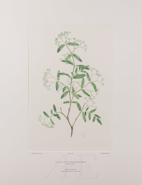 Banks Florilegium, Part 30, Plate 649