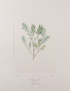 Banks Florilegium, Part 30, Plate 650