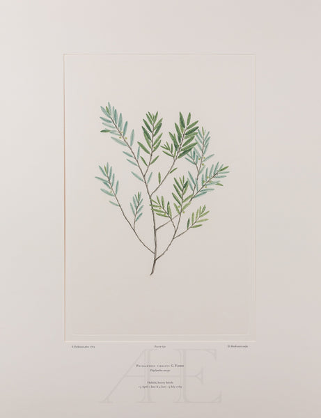 Banks Florilegium, Part 30, Plate 650