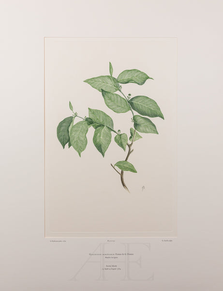Banks Florilegium, Part 31, Plate 651
