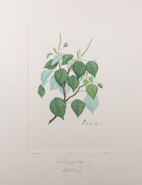 Banks Florilegium, Part 31, Plate 652