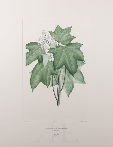 Banks Florilegium, Part 31, Plate 654