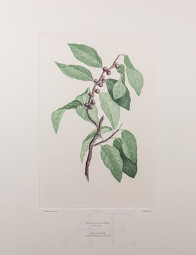 Banks Florilegium, Part 31, Plate 655