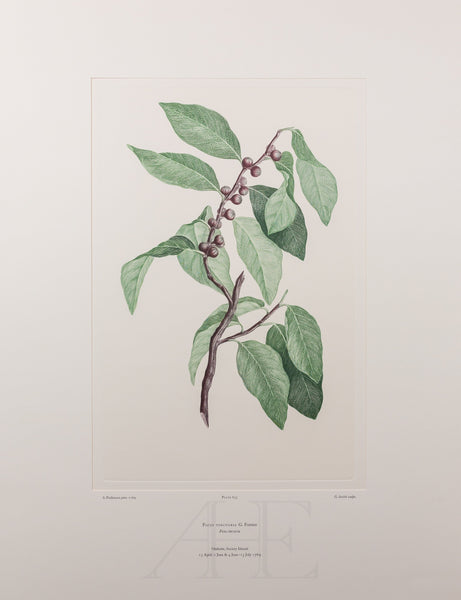 Banks Florilegium, Part 31, Plate 655