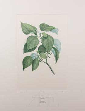 Banks Florilegium, Part 31, Plate 656