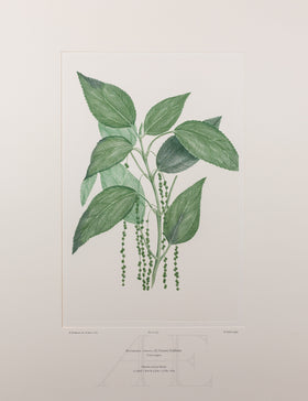Banks Florilegium, Part 31, Plate 657