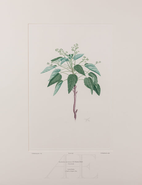 Banks Florilegium, Part 31, Plate 658