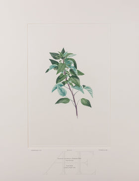 Banks Florilegium, Part 31, Plate 659