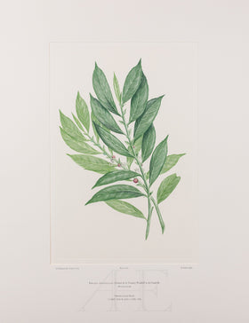 Banks Florilegium, Part 31, Plate 660