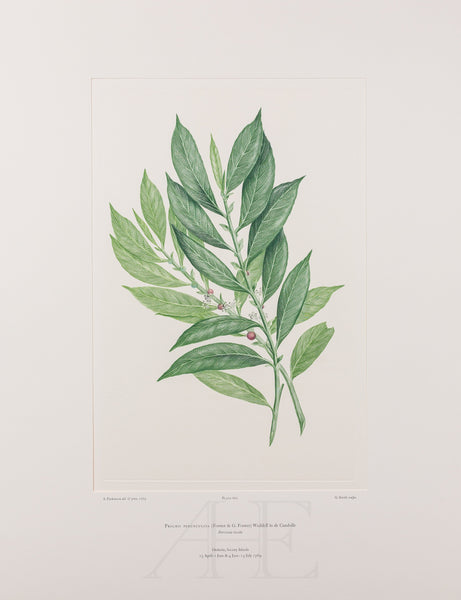 Banks Florilegium, Part 31, Plate 660