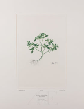 Banks Florilegium, Part 31, Plate 661