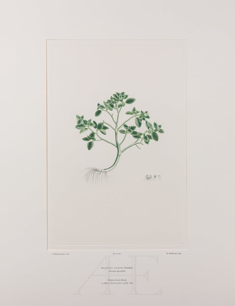 Banks Florilegium, Part 31, Plate 661