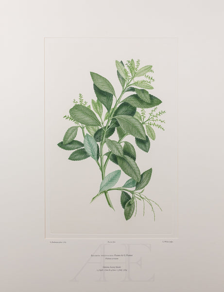 Banks Florilegium, Part 31, Plate 662