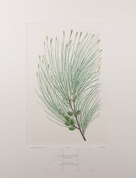 Banks Florilegium, Part 31, Plate 663