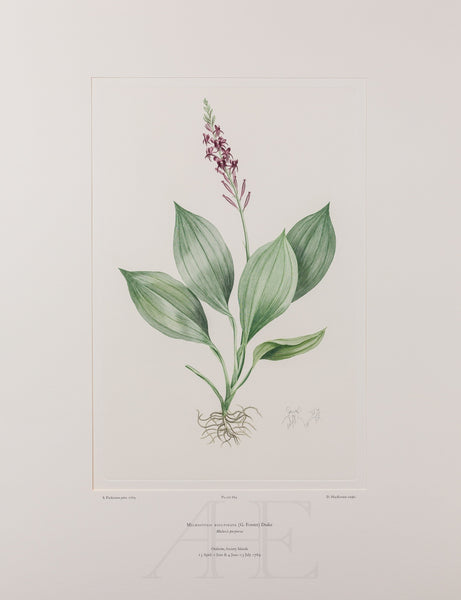 Banks Florilegium, Part 31, Plate 664