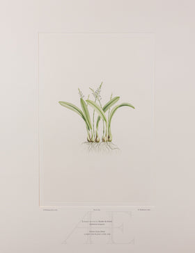 Banks Florilegium, Part 31, Plate 665