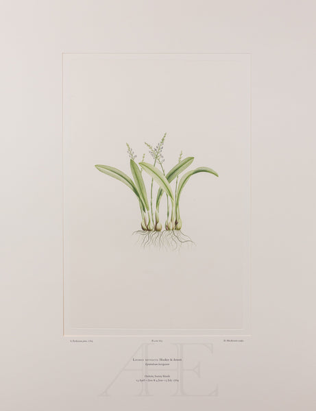 Banks Florilegium, Part 31, Plate 665