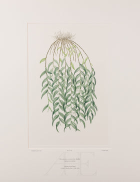 Banks Florilegium, Part 31, Plate 666