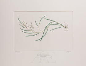 Banks Florilegium, Part 31, Plate 667