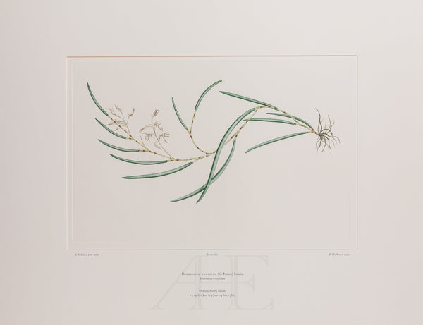 Banks Florilegium, Part 31, Plate 667