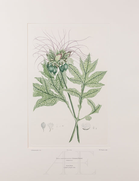 Banks Florilegium, Part 31, Plate 669