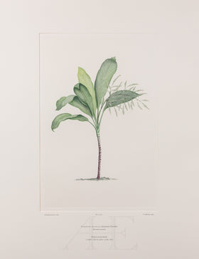 Banks Florilegium, Part 31, Plate 670
