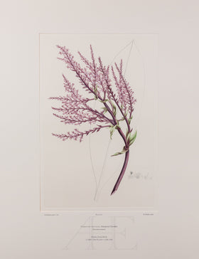 Banks Florilegium, Part 31, Plate 671
