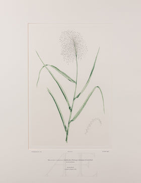 Banks Florilegium, Part 31, Plate 672